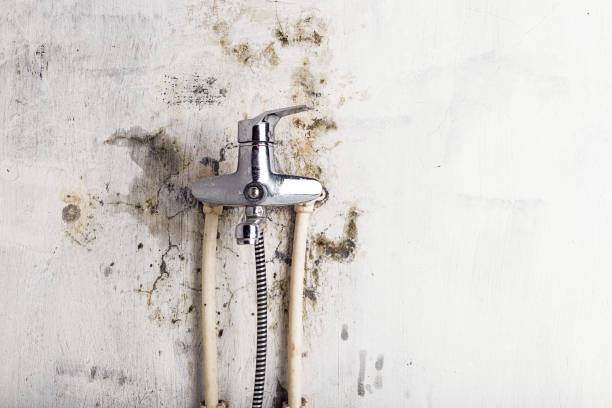 Best Home Mold Removal  in Los Alamos, NM