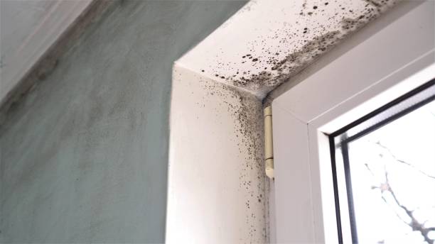 Best Mold Cleaning Services  in Los Alamos, NM