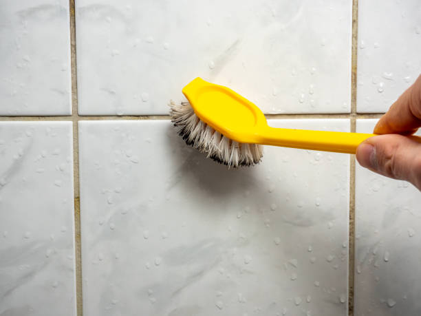 Reliable Los Alamos, NM Mold Removal Solutions