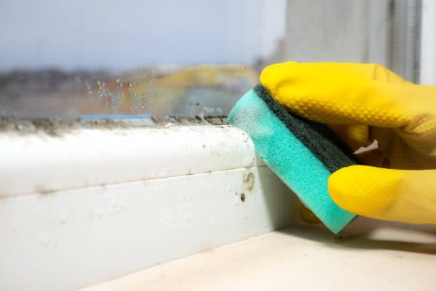 Best Emergency Mold Removal  in Los Alamos, NM