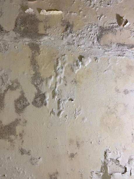  Los Alamos, NM Mold Removal Pros