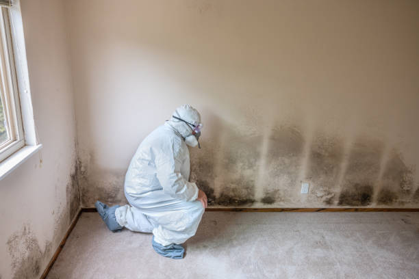 Best Emergency Mold Removal  in Los Alamos, NM