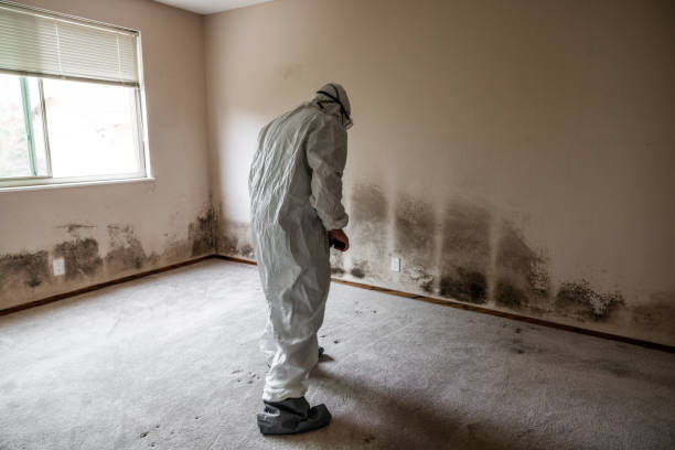 Best Affordable Mold Removal  in Los Alamos, NM